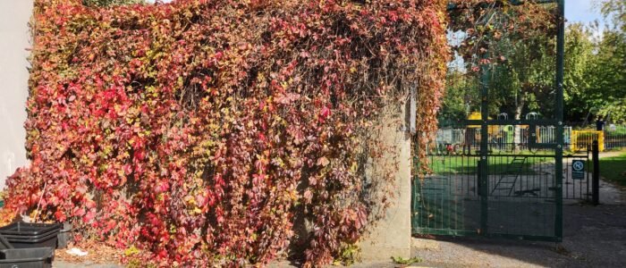 Patch Autumn colours 2025