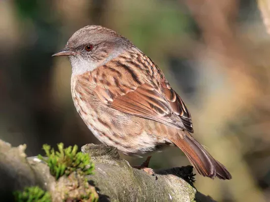A dunnock