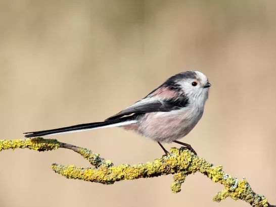 A long tailed tit.